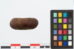 Foto von Bernsteinringperle (NHMW-PRAE-025317)